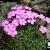 Dianthus microlepis.jpg